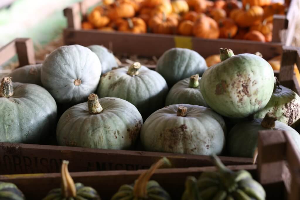A selection of Pumpkins from our East Lothian Pumpkin Patch